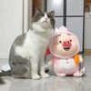 长毛蓝白猫咪，性格温顺，求一位稳定的爱猫人士领养