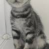 我有一只猫猫,需要领养