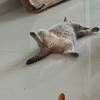 无偿,送所有猫咪用品。