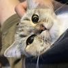 金渐层母猫找领养