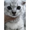 银渐层弟弟两个月，会用猫砂活泼粘人，有偿领养400