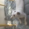 工作变动没办法继续养 疫苗已打两针 包疫苗打完