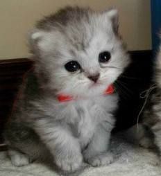 金吉拉猫美容注意事项
