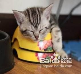 金吉拉猫美容注意事项