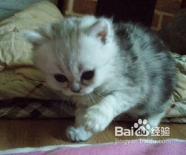金吉拉猫美容注意事项