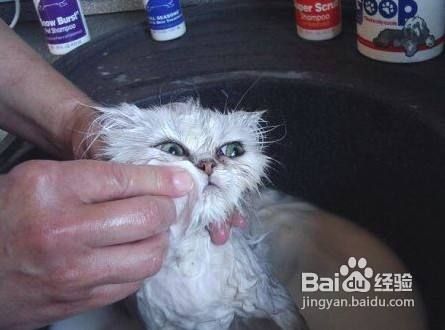金吉拉猫美容注意事项