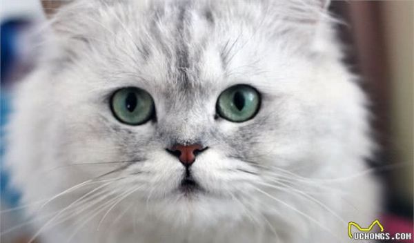 我的猫咪是金吉拉吗？