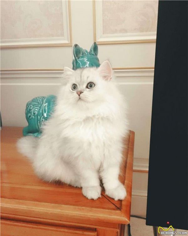 我的猫咪是金吉拉吗？