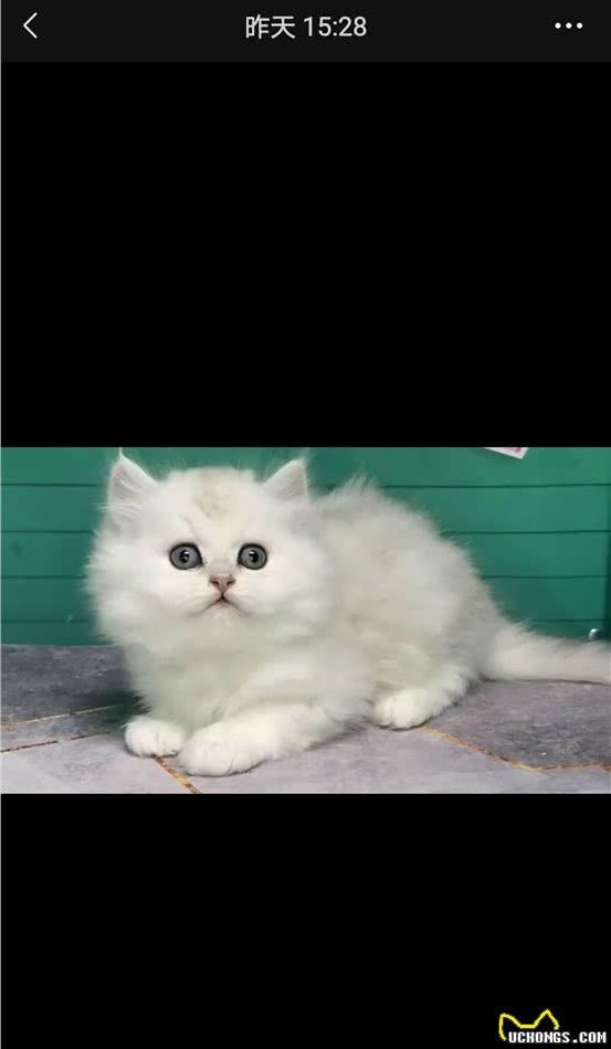 我的猫咪是金吉拉吗？