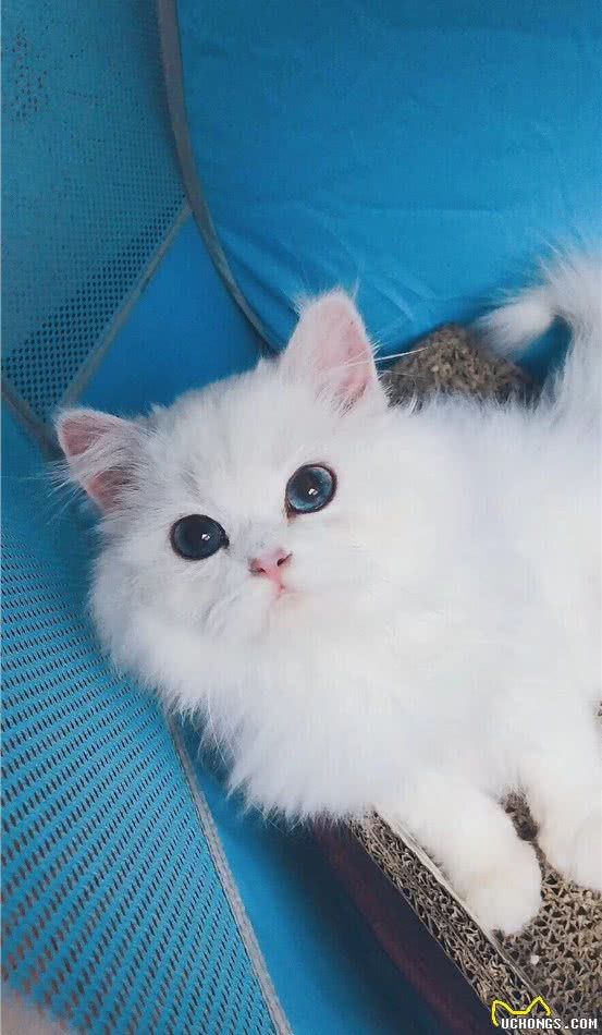 我的猫咪是金吉拉吗？