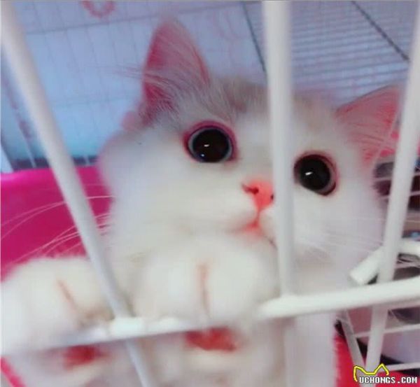 我的猫咪是金吉拉吗？