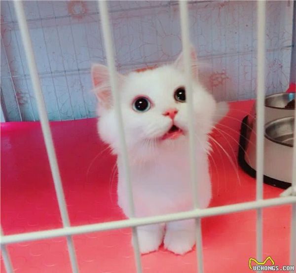 我的猫咪是金吉拉吗？