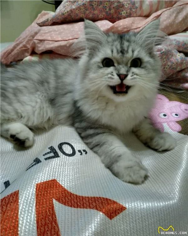 我的猫咪是金吉拉吗？