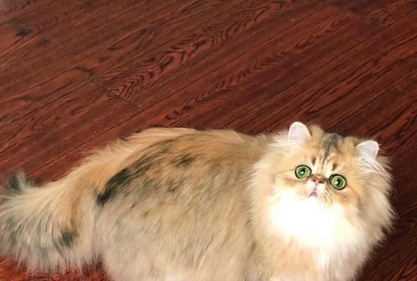 金吉拉猫的饲养方法（宠物家庭必看，了解如何正确饲养金吉拉猫）