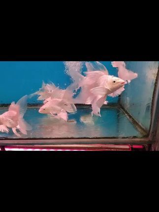 温江水宠物水族馆:没有活出自己的精彩,那就努力挣钱,诗和远方总有一天会到达你想去的地方总有一天会慢慢享受