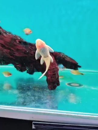 温江水宠物水族馆:水宠物水族馆美团下单咯!13541154970一直在忙,消息慢慢回#水族馆推荐
