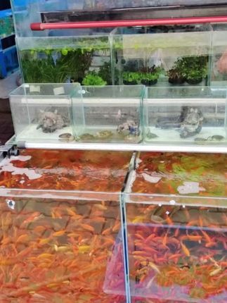 温江水宠物水族馆:这一刻用心去经营,好好爱自己13541154970水宠物水族馆美团明天下单哦!#现场实拍