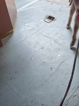 温江水宠物水族馆:哈哈哈天天两个都是贴身保镖咯!形影不离的样子13541154970水宠物水族馆美团下单咯!这两只狗狗都是朋友家的宠物