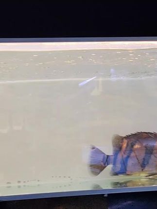 温江水宠物水族馆:努力的成效,老板做鱼缸技术高13541154970水宠物水族馆美团下单咯