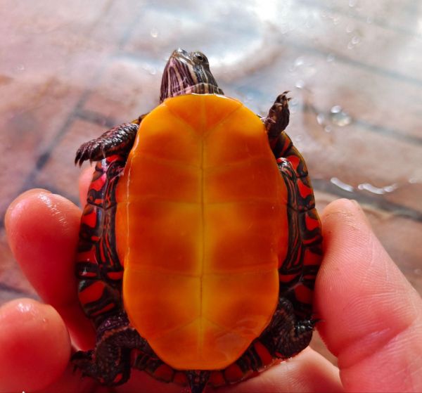 温江水宠物水族馆:想去的地方会一个一个去的#现场实拍 明天早见,水宠物水族馆美团明天继续下单哦!13541154970