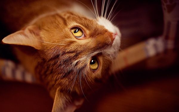 猫为什么没有被完全驯化?其在未来也很难被人类驯化