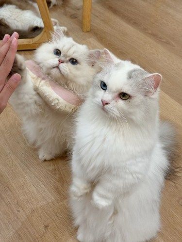 在广州这家猫咖有只会击掌的小猫‼️