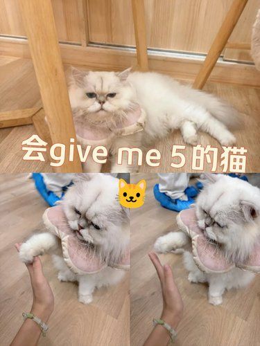 放松喵～心情也融化