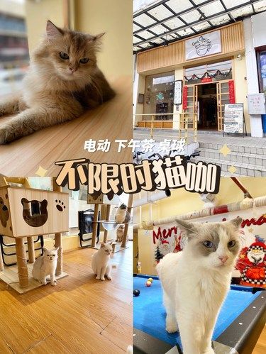 广州这家不限时猫咖也太爽了吧，疯狂吸猫！