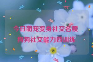 今日萌宠变身社交名媛 狗狗社交能力四训练