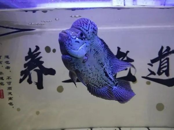 观赏鱼炸鳞——原因与处理办法