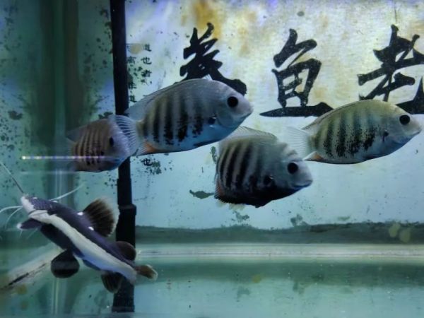 观赏鱼头洞、溃烂、病变问题的处理方法