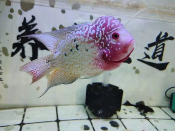 观赏鱼头洞、溃烂、病变问题的处理方法