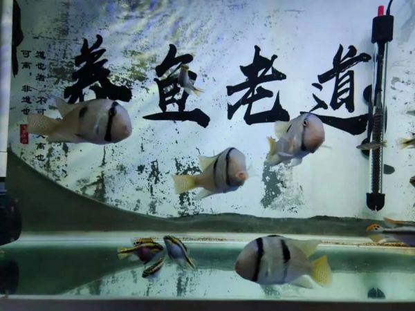 观赏鱼头洞、溃烂、病变问题的处理方法