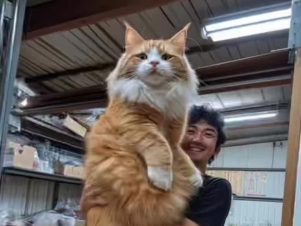 #tiktok #奇妙的动物 #猫咪
