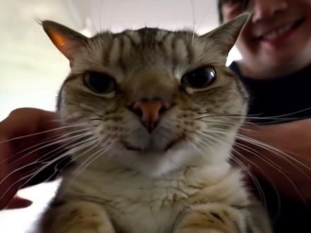 狡猾的小猫太狡猾了#猫咪 #广西大师
