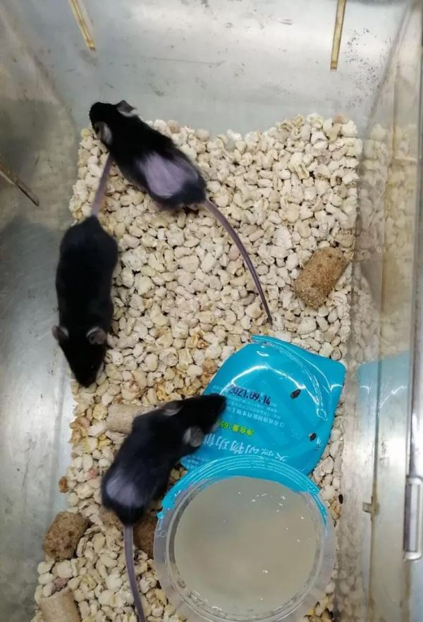 鼠为啥变秃吗