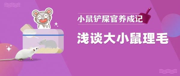鼠为啥变秃
