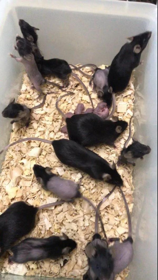 鼠为啥变秃吗