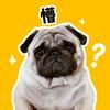 来懵是只小巴哥