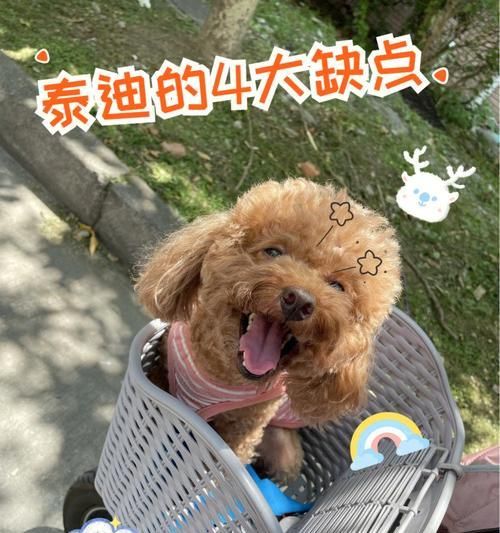 制止泰迪吠叫的10大秘诀（让你的宠物成为最有礼貌的泰迪）