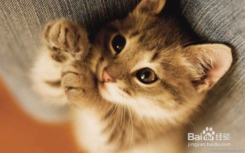 小猫老是挠我怎么办