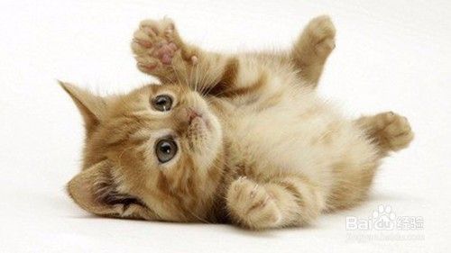 小猫老是挠我怎么办