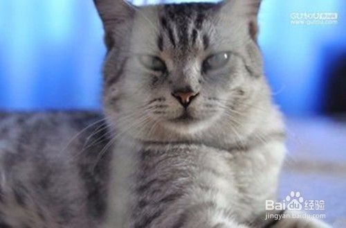 小猫老是挠我怎么办