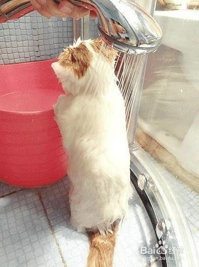 洗猫后如何吹干更容易？