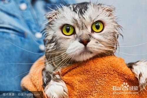 洗猫后如何吹干更容易？