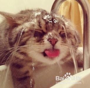 洗猫后如何吹干更容易？