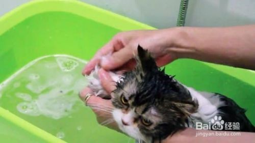 洗猫后如何吹干更容易？