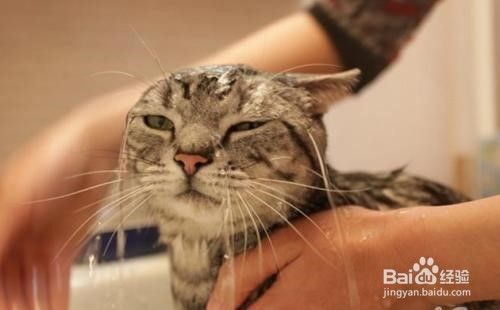 洗猫后如何吹干更容易？