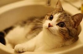 洗猫后如何吹干更容易？