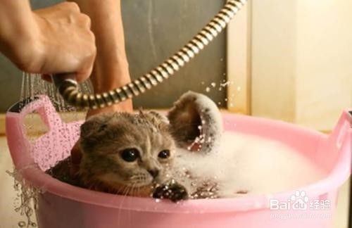洗猫后如何吹干更容易？